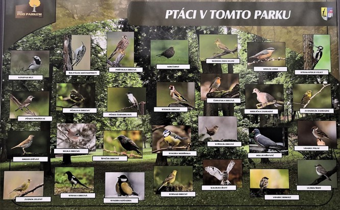 Zobrazit obrázek: Ptáci v Městském parku